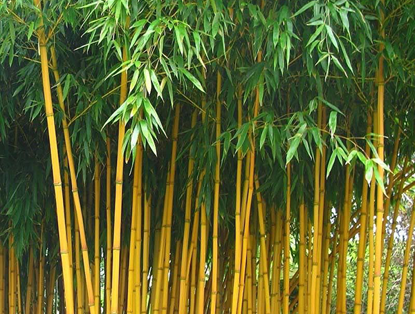 gevoeligheid Aanpassing pols De Blauwe Kamp, de bamboespecialist voor de groothandel in groen en  hoveniers