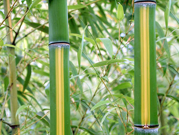 Vormen Uitbreiding Correctie De Blauwe Kamp, de bamboespecialist voor de groothandel in groen en  hoveniers